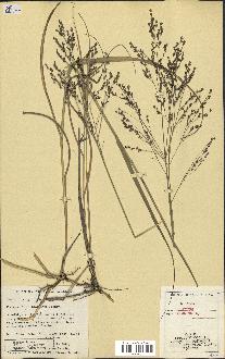 spécimen de Panicum virgatum