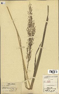 spécimen de Panicum virgatum