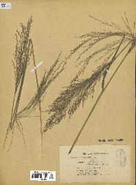 spécimen de Panicum virgatum