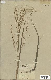 spécimen de Panicum virgatum