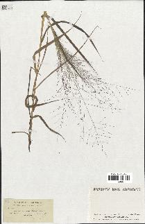 spécimen de Eragrostis pectinacea