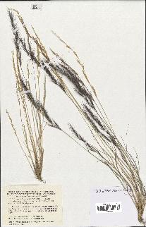 spécimen de Aristida adscensionis