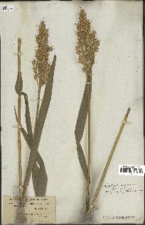 spécimen de Sorghum vulgare