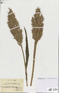 spécimen de Sorghum vulgare