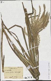 spécimen de Miscanthus sp.
