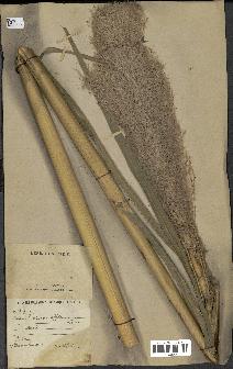 spécimen de Saccharum officinarum
