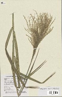 spécimen de Miscanthus floridulus