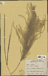 spécimen de Miscanthus floridulus