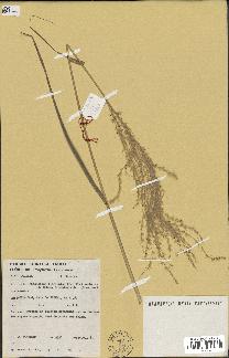 spécimen de Miscanthus floridulus