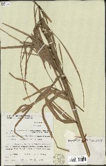 spécimen de Miscanthus floridulus