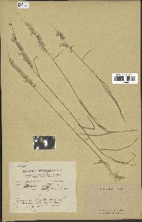 spécimen de Melica ciliata