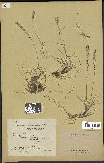 spécimen de Melica ciliata
