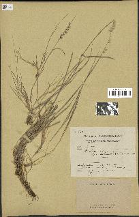 spécimen de Melica ciliata