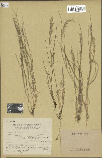 spécimen de Melica ciliata