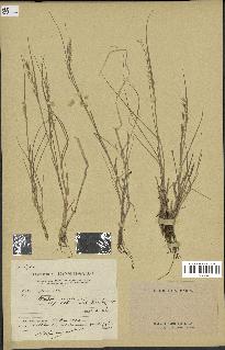 spécimen de Melica ciliata