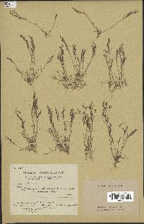 spécimen de Sphenopus divaricatus