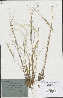 spécimen de Stipa eriocaulis