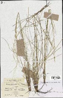 spécimen de Stipa pennata