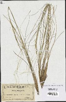 spécimen de Stipa pennata