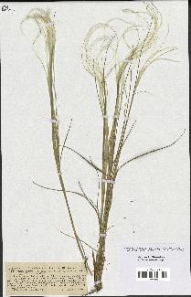 spécimen de Stipa pennata