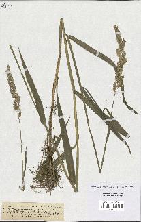 spécimen de Phalaris arundinacea