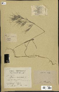 spécimen de Bromus madritensis