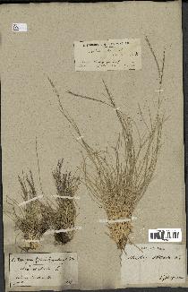 spécimen de Nardus stricta
