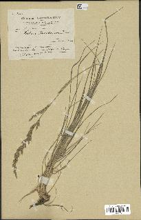 spécimen de Festuca arundinacea