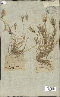 spécimen de Triticum ovatum