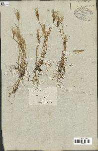 spécimen de Triticum ovatum