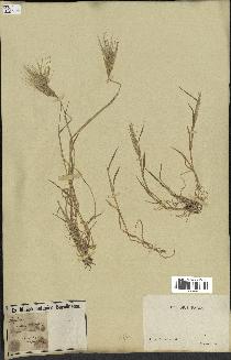 spécimen de Triticum ovatum