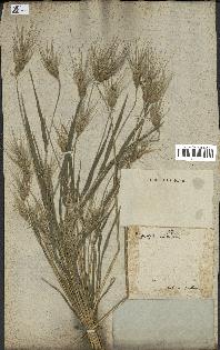 spécimen de Triticum ovatum