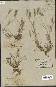 spécimen de Triticum ovatum