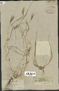 spécimen de Triticum ovatum