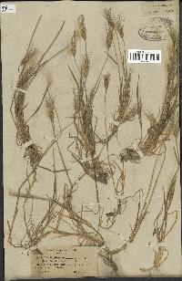 spécimen de Triticum ovatum