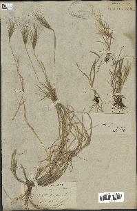 spécimen de Triticum ovatum