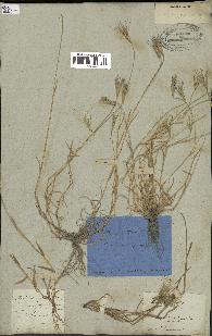 spécimen de Triticum ovatum