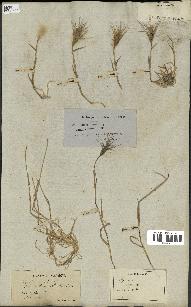 spécimen de Triticum ovatum