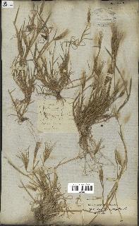 spécimen de Triticum ovatum