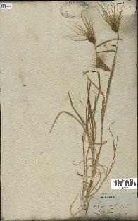 spécimen de Triticum ovatum