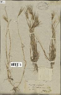 spécimen de Triticum ovatum