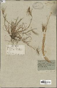spécimen de Triticum ovatum