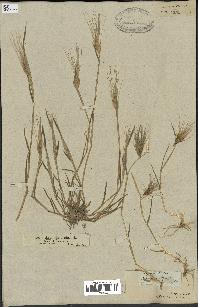 spécimen de Triticum ovatum