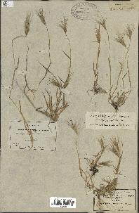 spécimen de Triticum ovatum