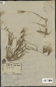 spécimen de Triticum ovatum