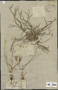 spécimen de Triticum ovatum