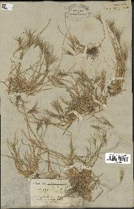 spécimen de Triticum ovatum