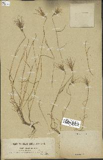 spécimen de Triticum ovatum