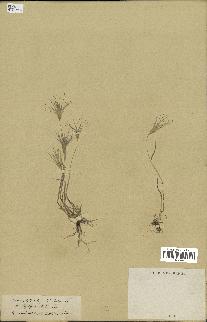 spécimen de Triticum ovatum