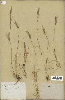 spécimen de Triticum ovatum